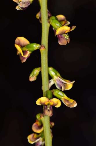 Image of Templetonia egena by (c) Chris Lindorff, some rights reserved (CC BY)