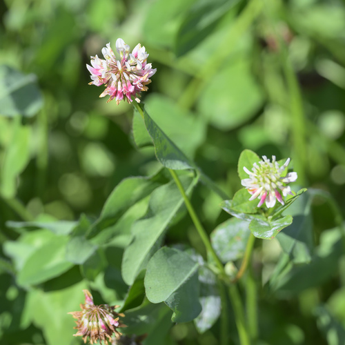 Alsike clover