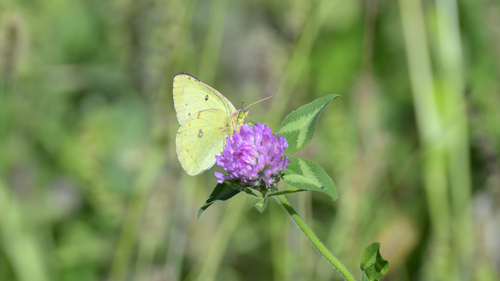 Clouded Sulphur