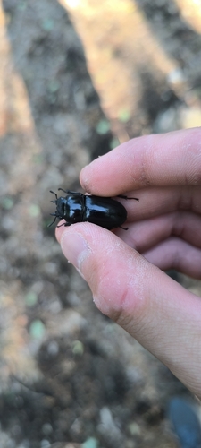 Dorcus rubrofemoratus