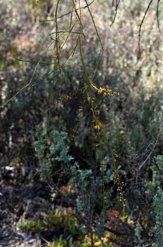 Image of Templetonia egena by (c) Chris Lindorff, some rights reserved (CC BY)
