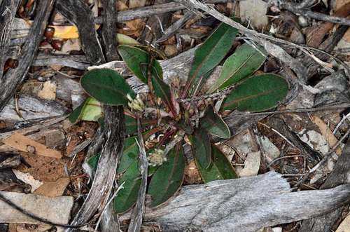 Image of Rabbit-Tails (Ptilotus seminudus) by (c) Chris Lindorff, some rights reserved (CC BY)