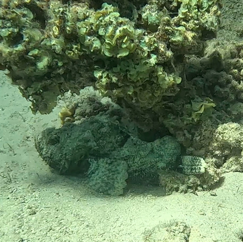 Scorpaenopsis diabolus observed 2026-09-23