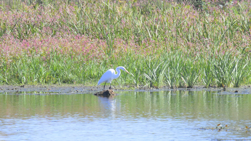 Great Egret