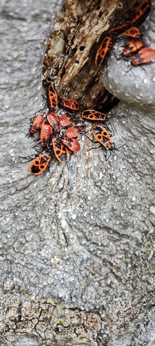 European Firebug