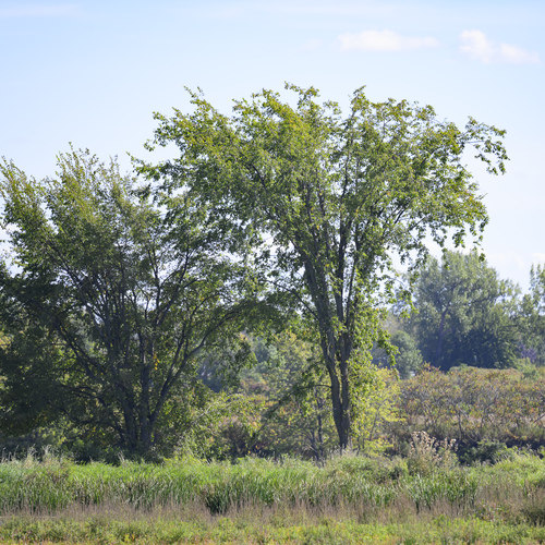 American elm