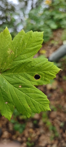 Black Tar Spot