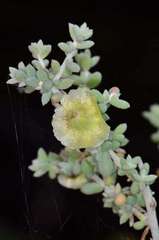 Maireana pyramidata