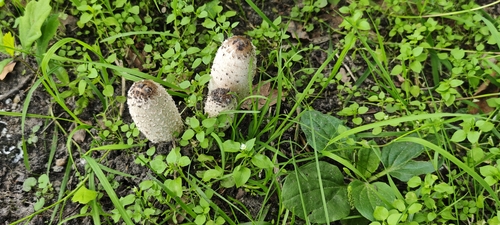 Shaggy Mane