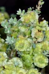 Maireana pyramidata