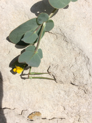 Coronilla scorpioides