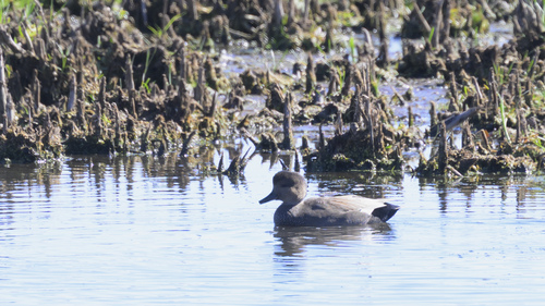 Gadwall