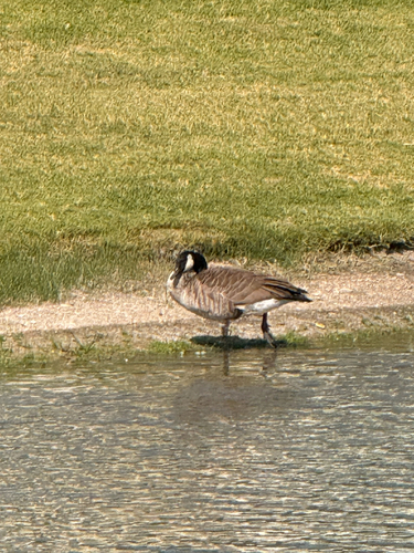 Canada Goose