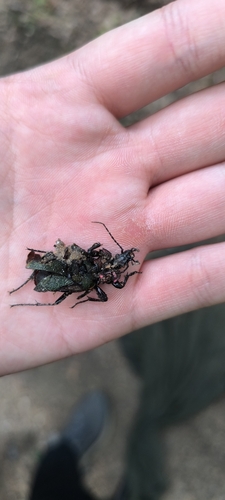 Vietinghoff's Ground Beetle