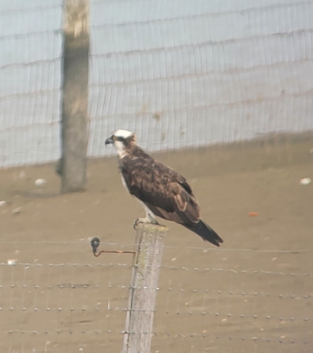 Osprey