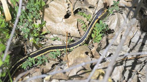 Common Garter Snake