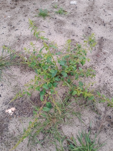 Many-seeded Goosefoot