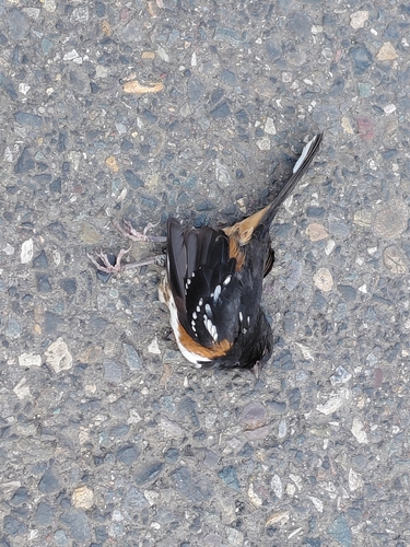 Spotted Towhee