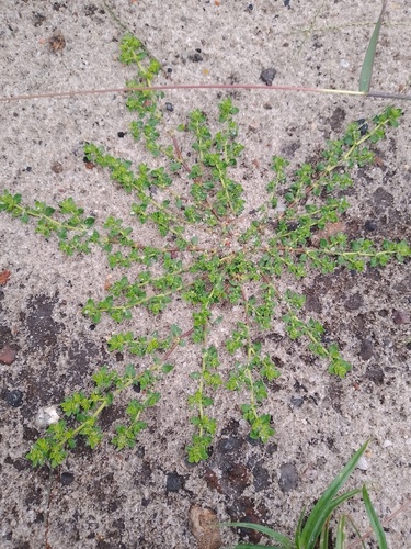 Smooth Rupturewort