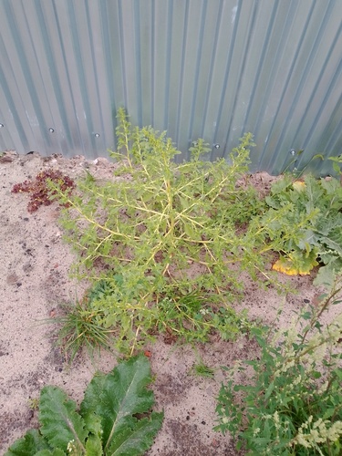 prostrate pigweed