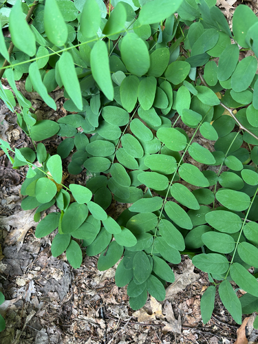 black locust