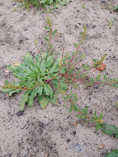 oak-leaved goosefoot