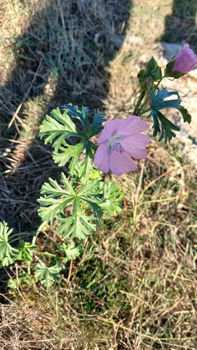musk mallow
