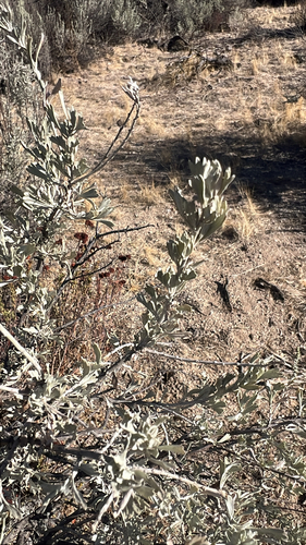 Big Sagebrush