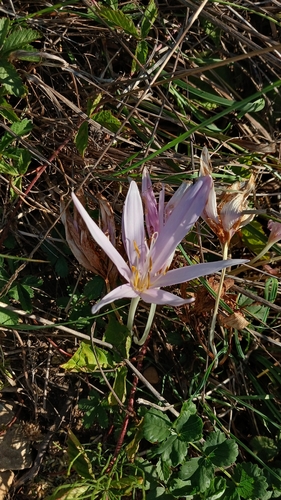 Autumn Crocus