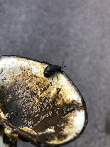 black-punctured leaf beetle