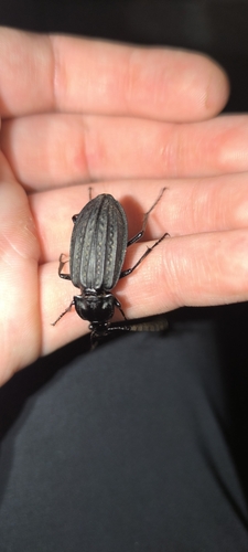 Carabus clatratus maacki