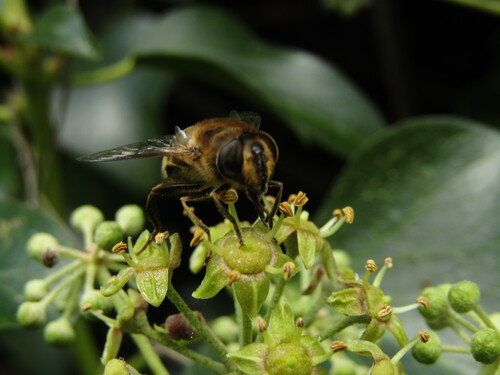 Common Drone Fly