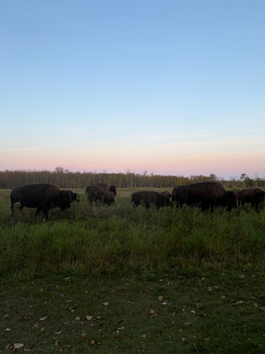 American Bison