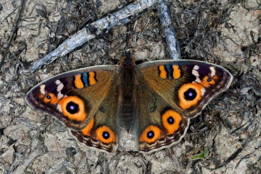 Australian Meadow Argus
