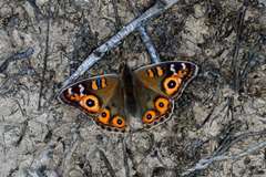 Junonia villida calybe