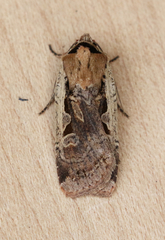 Parabagrotis formalis