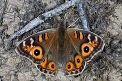Junonia villida calybe