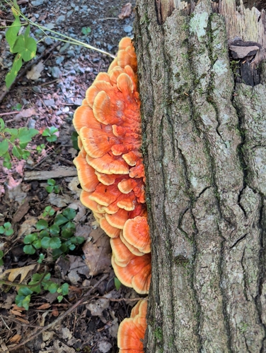chicken of the woods