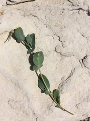 Coronilla scorpioides