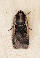 Parabagrotis formalis