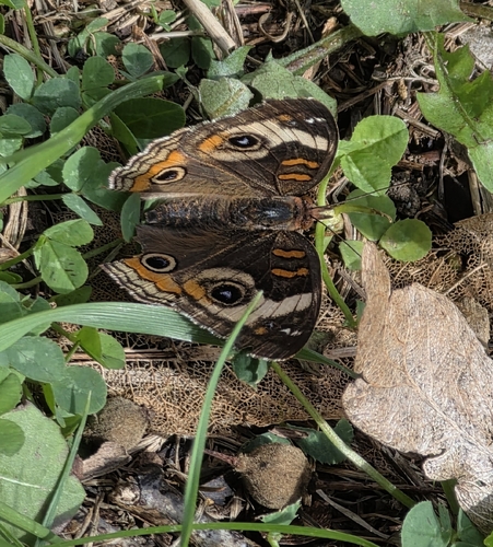 Common Buckeye