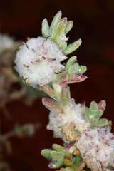 Dissocarpus paradoxus