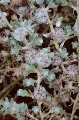 Dissocarpus paradoxus