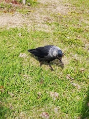 Corvus monedula