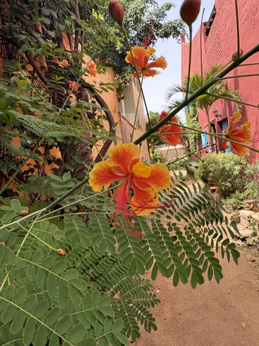 peacock flower
