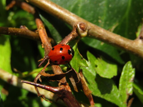 Seven-spotted Lady Beetle