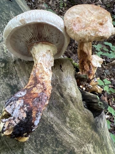 shaggy scalycap