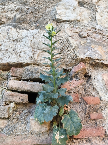 white henbane