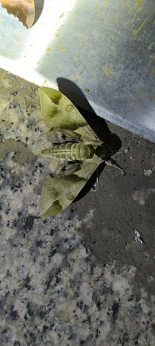 Callambulyx tatarinovii