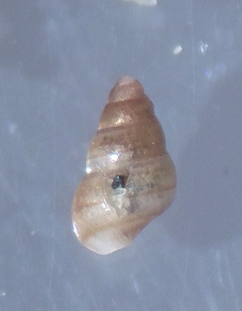 Barleeia bifasciata